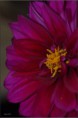 /album/fleurs-dun-jardin-2015/dsc-5284-copie-jpg/